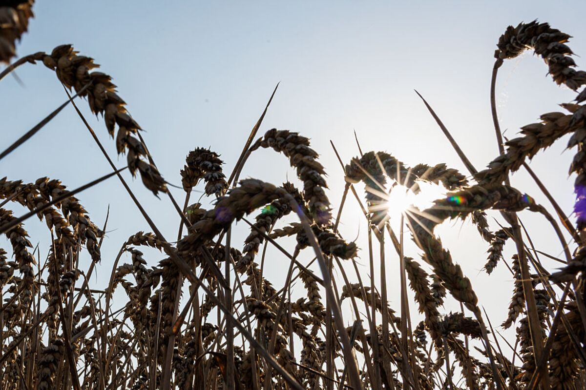 EU’s Hot Weather Has Curbed Corn Quality, Bolstering Imports