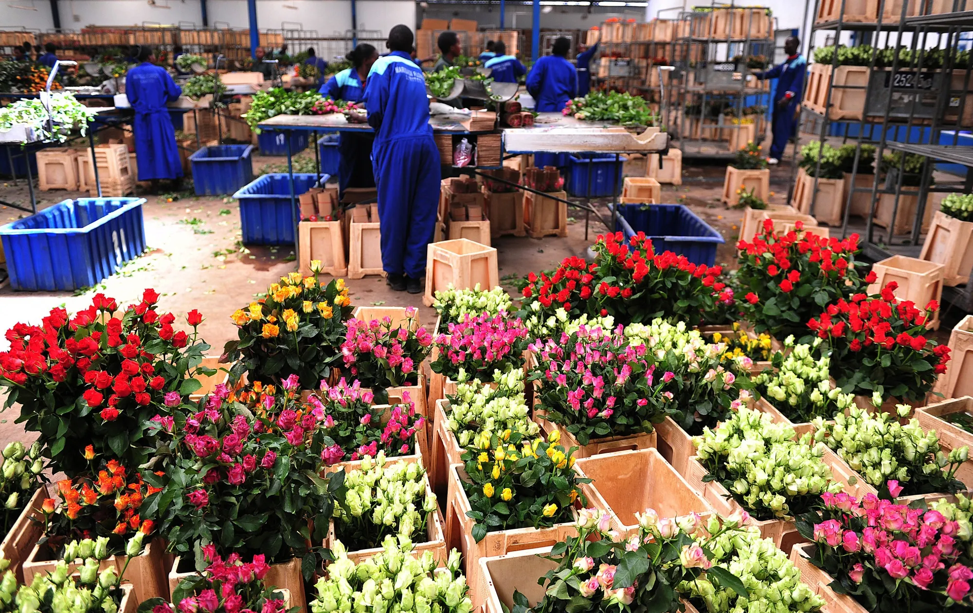 Workers prepare flowers for export to Europe in Kenya. 