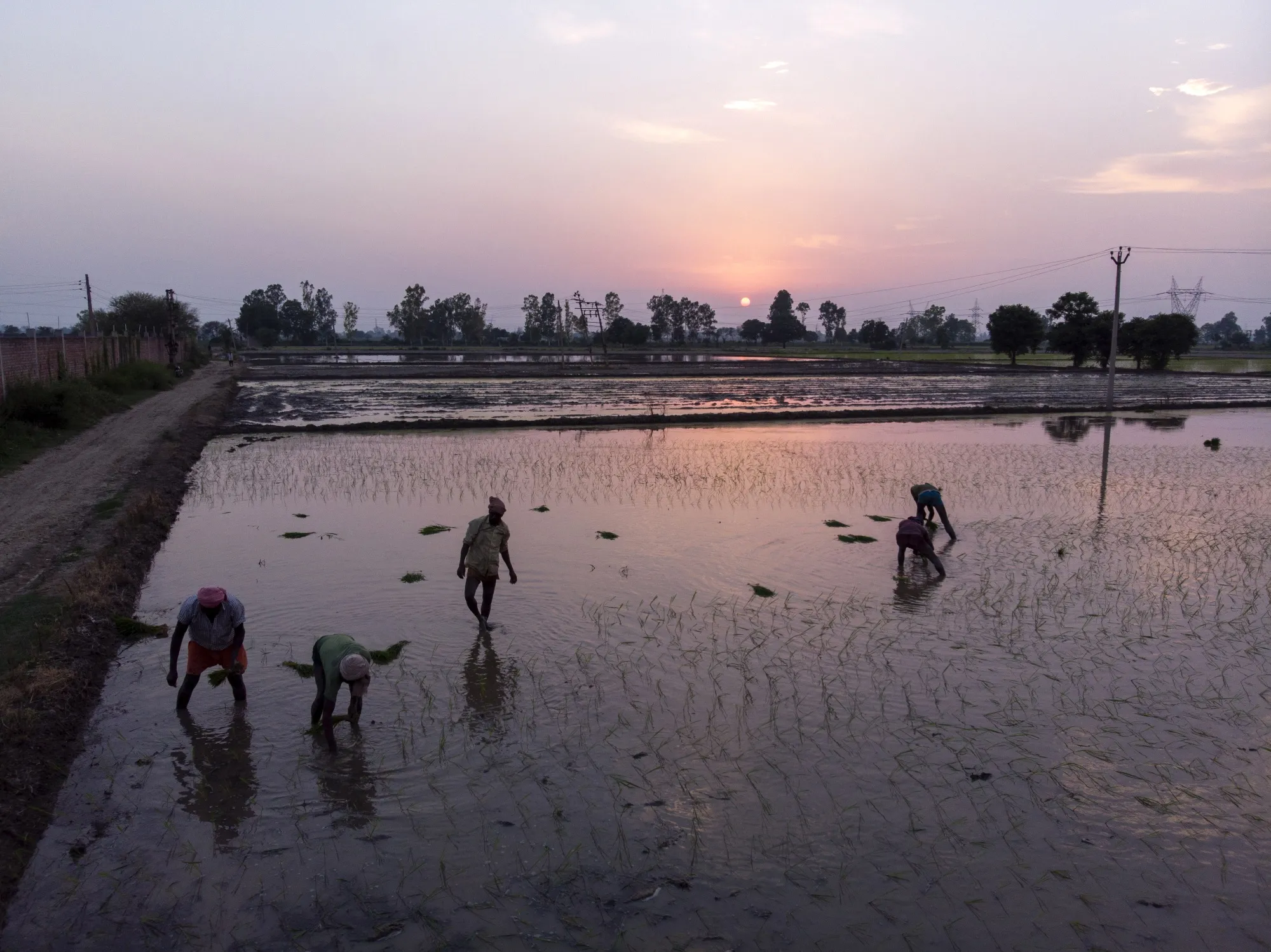 Farmhands sow rice saplings at a flooded paddy field in Haryana, India on June 26.