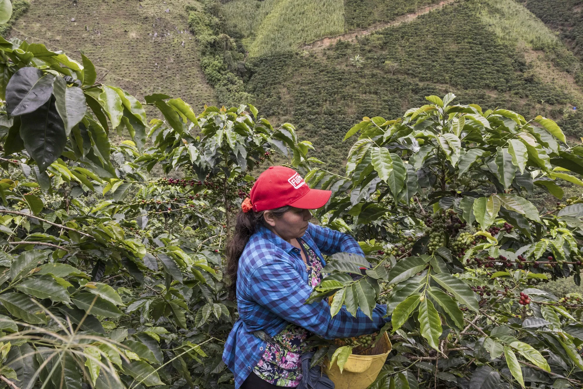 A woman picks coffee cherries at a farm&nbsp;in the Huila region of southwestern Colombia.&nbsp;