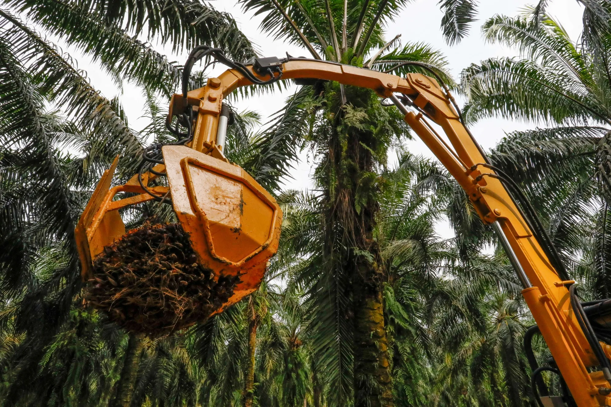 An autonomous mechanical buffalo grabber at the SD Guthrie palm oil plantations in Selangor.