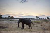 zimbabwe elephant GETTY sub