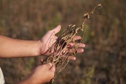 Argentina Soy Crop Forecast Slashed To Smallest On Record