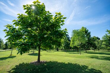 From Louisville, a Push to Plant Trees for Public Health