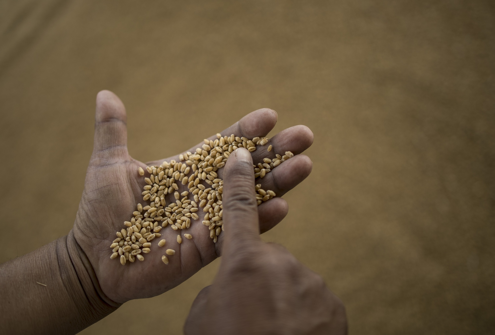 Uncertainty in Wheat Supply Pressures Emerging Markets