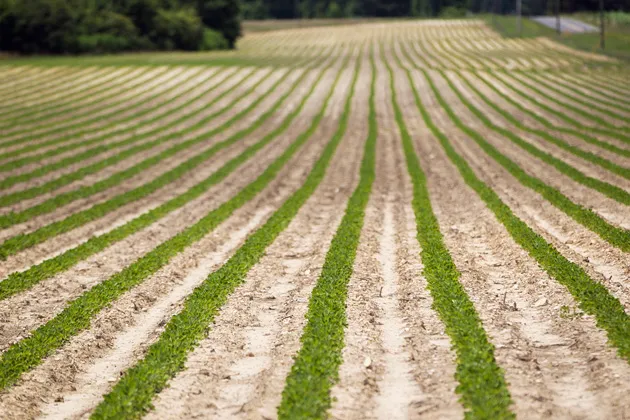 Straight rows of peanut plants that are just over a month old grow on Jerry L. Hamill's farm in Halifax, N.C.