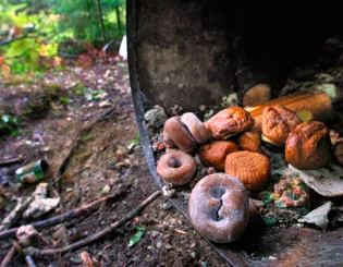 A Junk-Food Ban for Bears