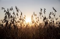 A Soybean Harvest As Futures Extend Drop Below $10