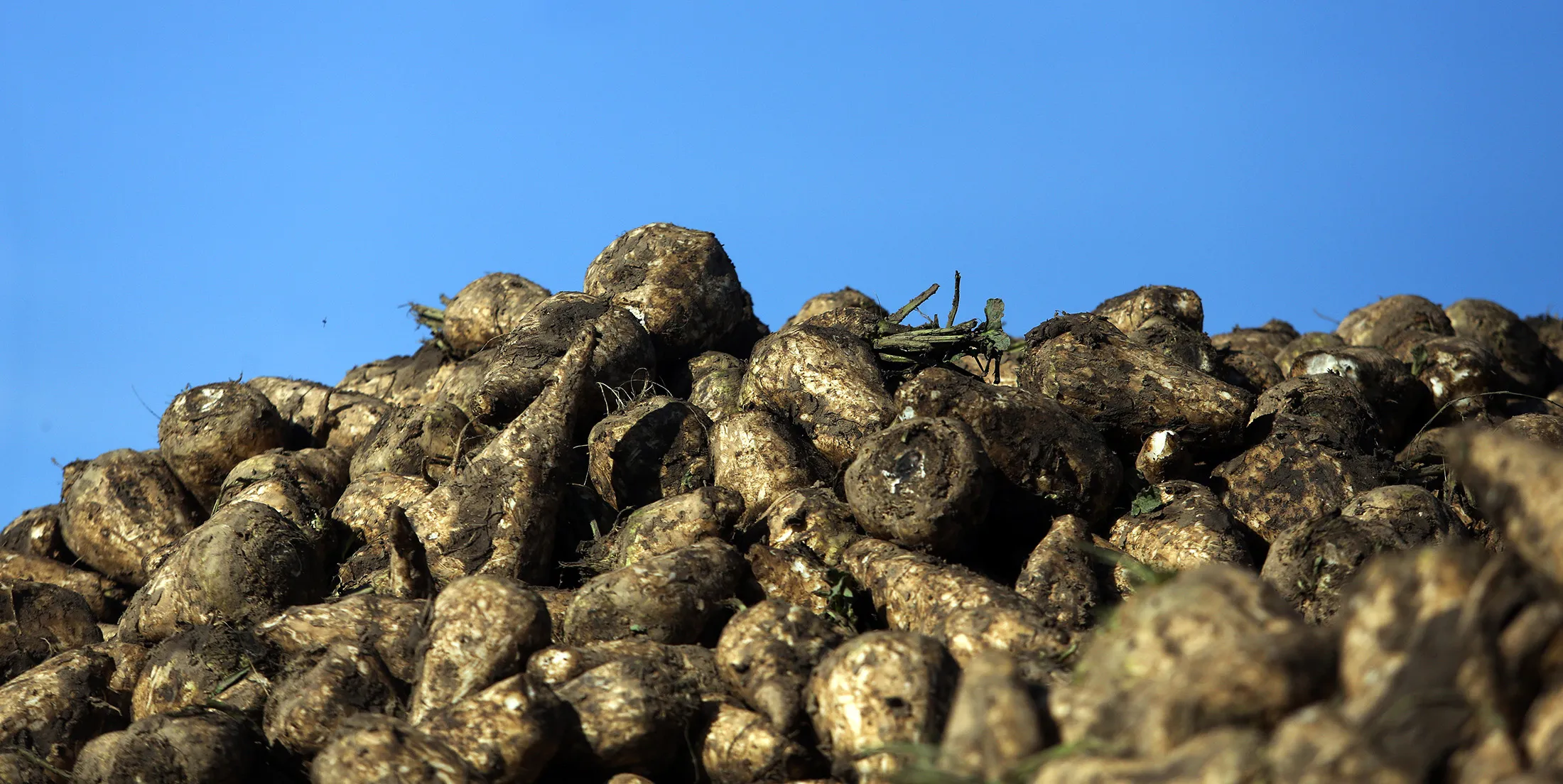 Harvested sugar beet sits in a pile near Diss, U.K., on Tuesday, Oct. 20, 2015. Lower European sugar prices this year have had disparate results -- easing input costs for European-based packaged-food makers, while hurting sugar producers' sales.
