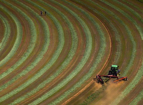 Alfafa is raked on a farm in South Africa