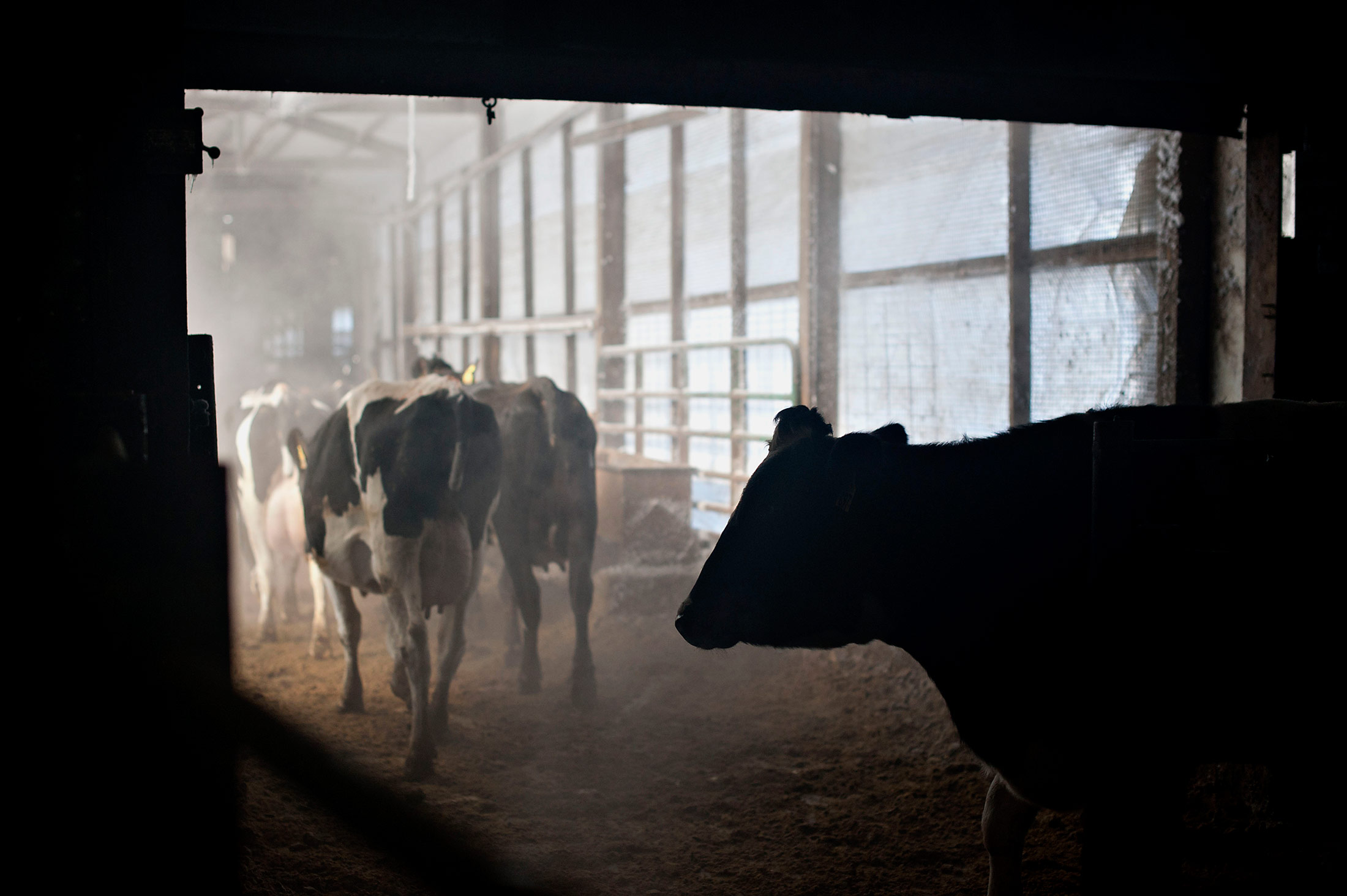 Cattle return to a barn after being milked at a dairy farm in Illinois.
