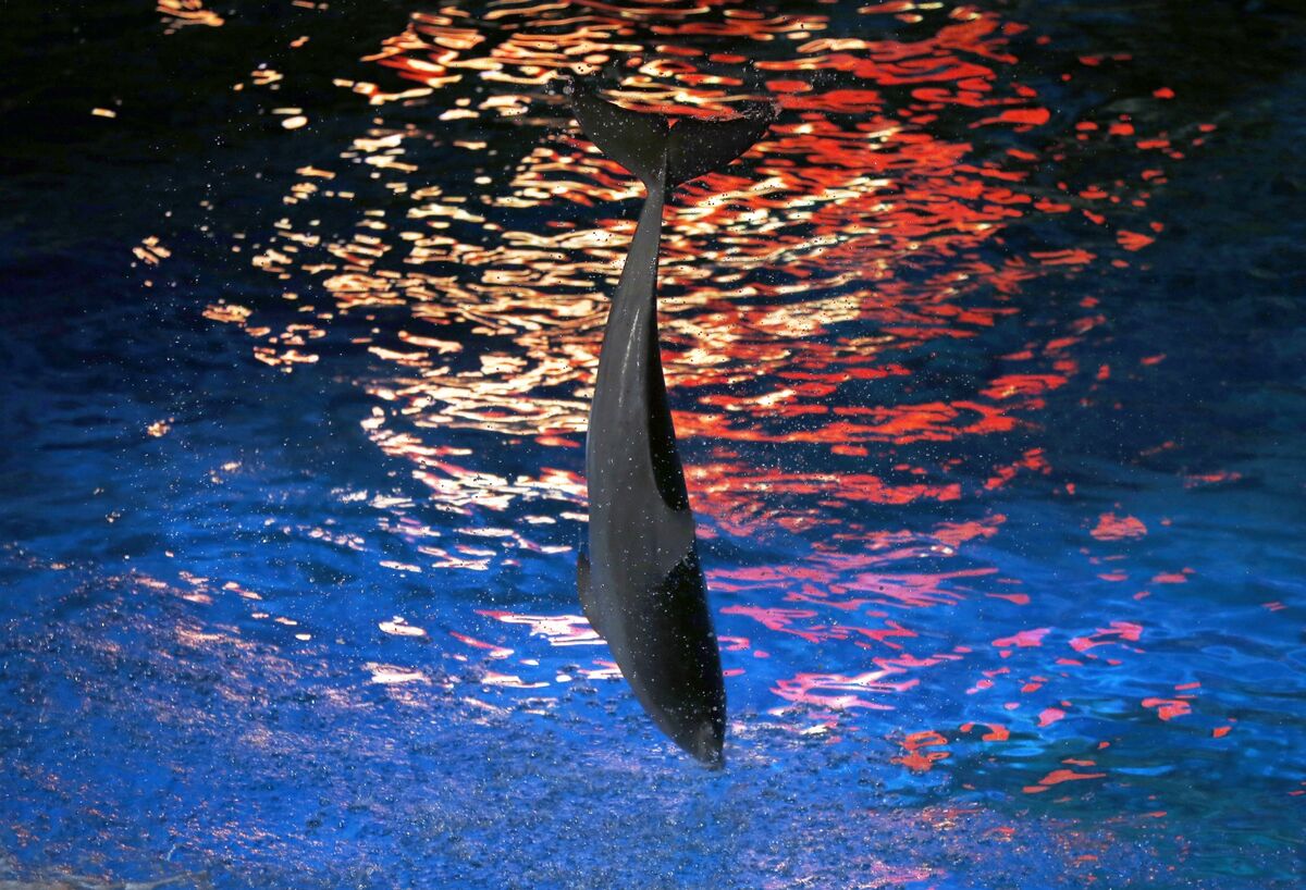 Ex-CEO of Ocean Theme Parks Defends Record After Dolphin Deaths