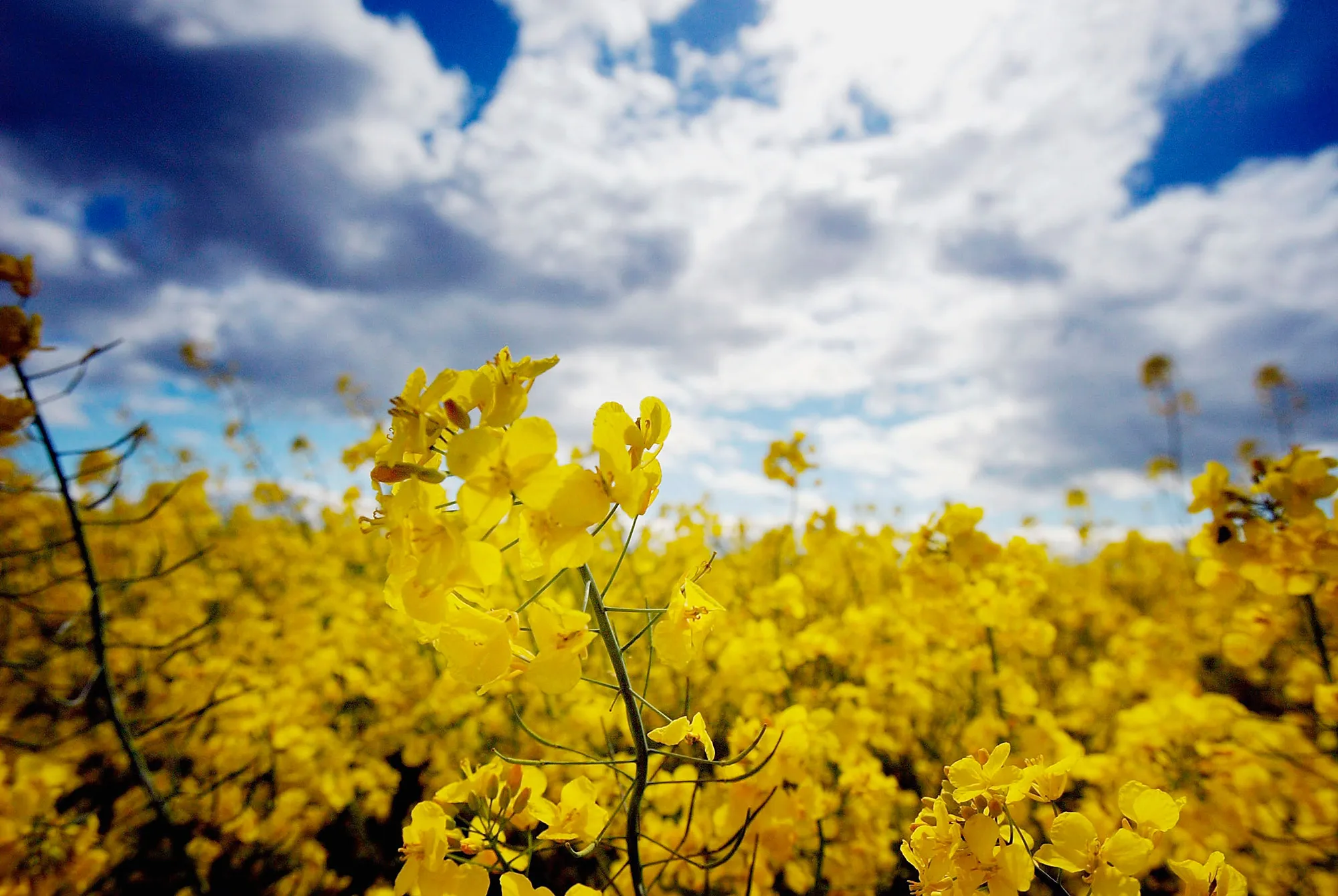 UK Government Advisors Fail To Give Clear Decision On GM Crops