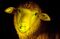 Glowing Baah