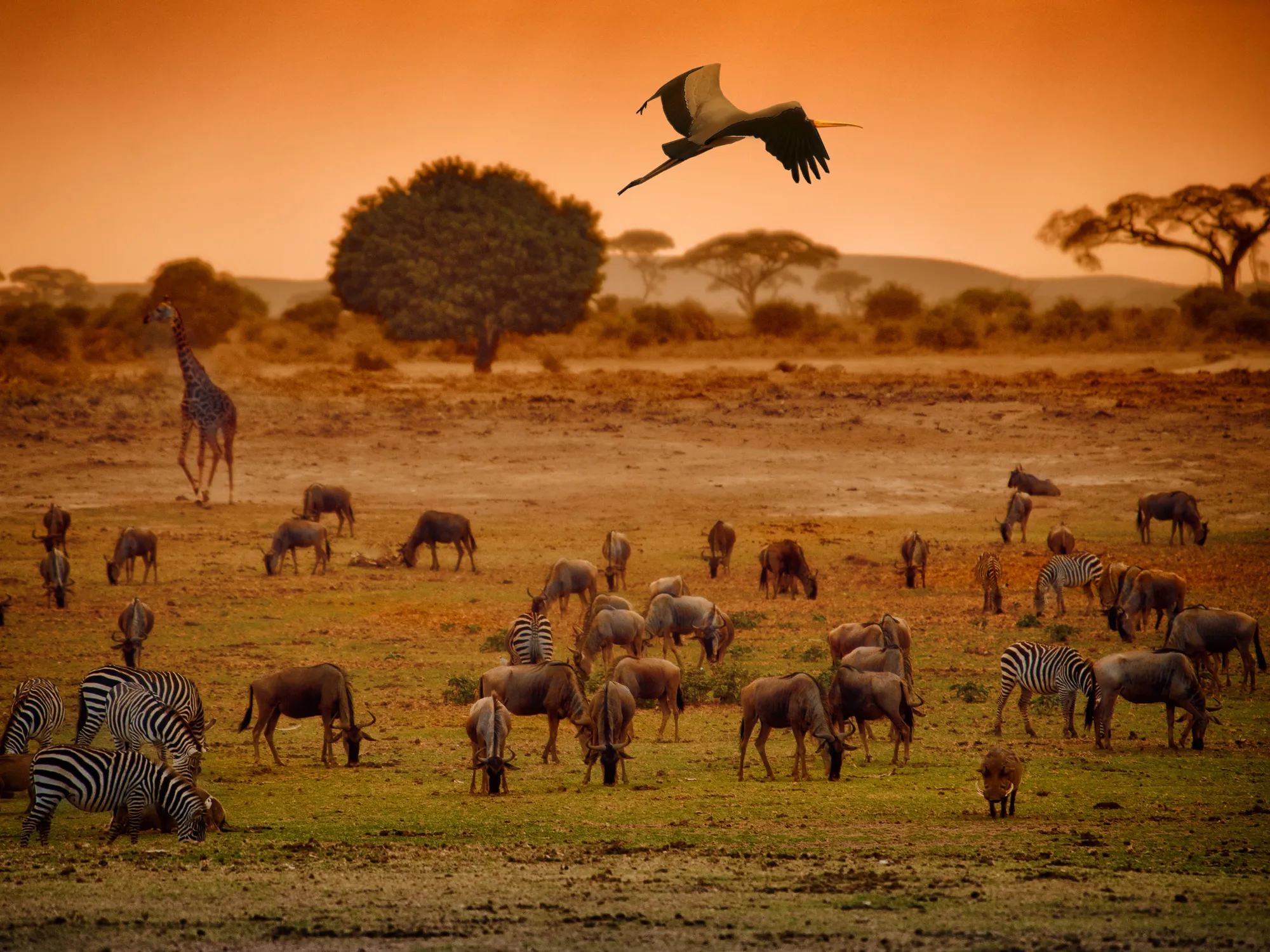 Kenya Park