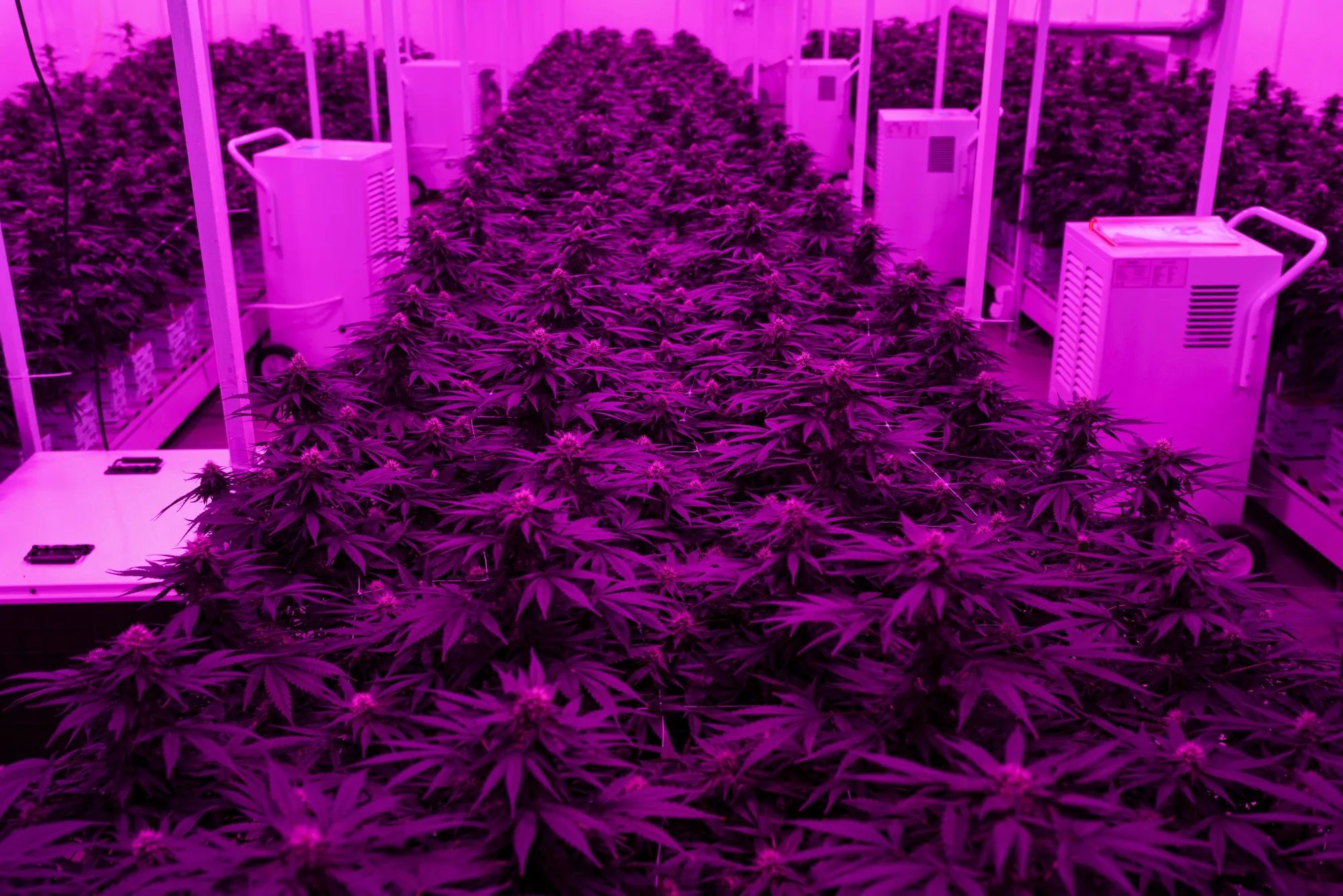 Everybody Wants to Be a Cannabis Farmer in This Corner of Europe