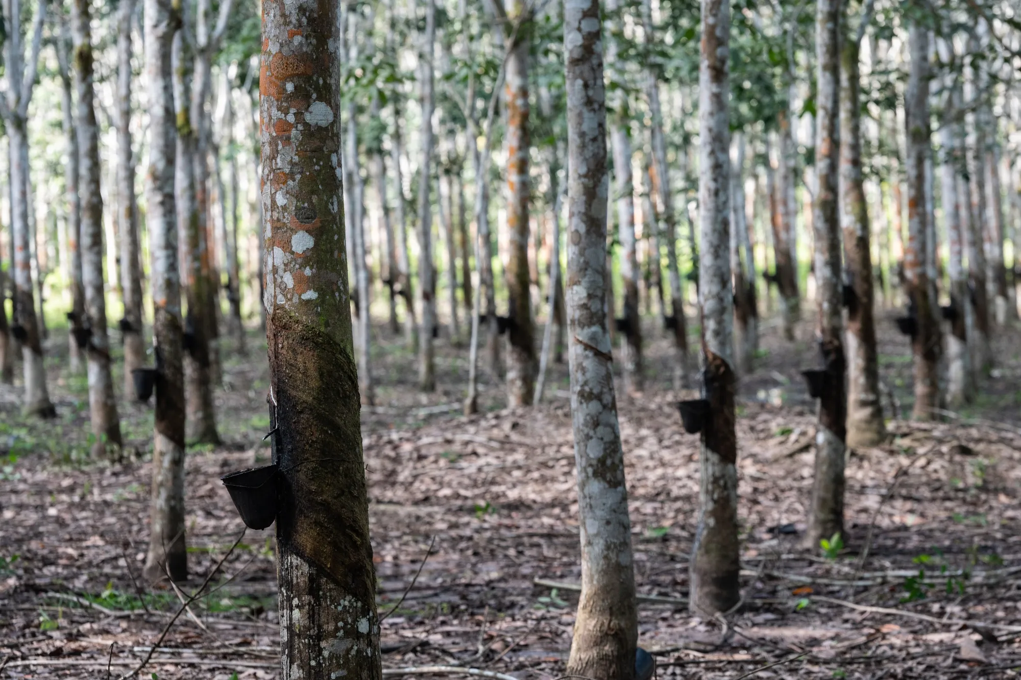 Rubber sap collection buckets hang on trees at a rubber plantation in the Ivory Coast.