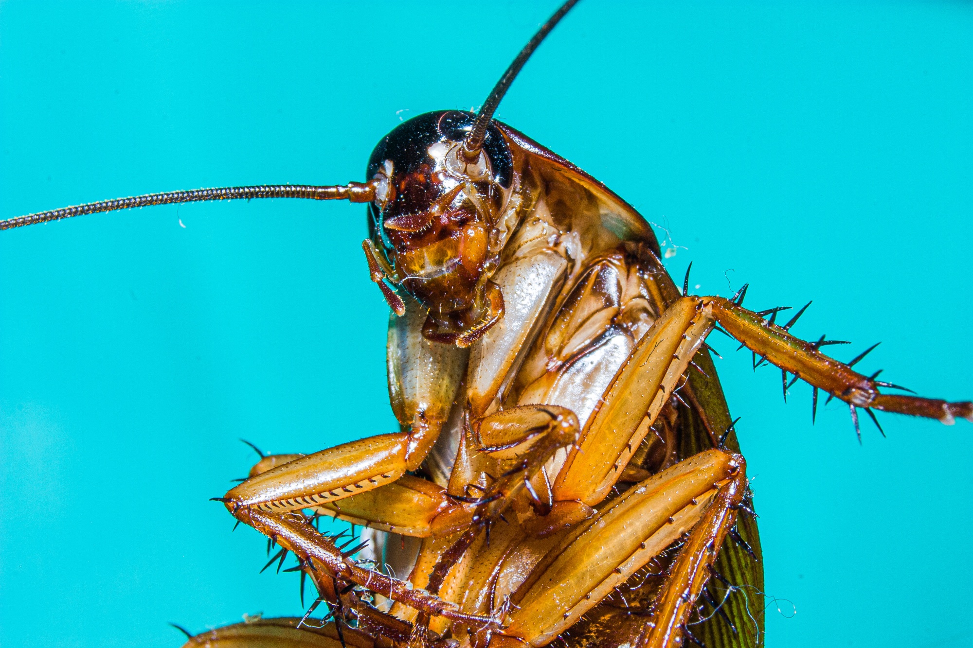 How cockroaches spread around the globe to become the pest we know ...