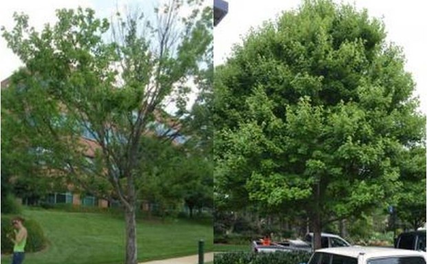 A healthy tree (right) versus one suffering an attack of the &quot;gloomy scales.&quot;