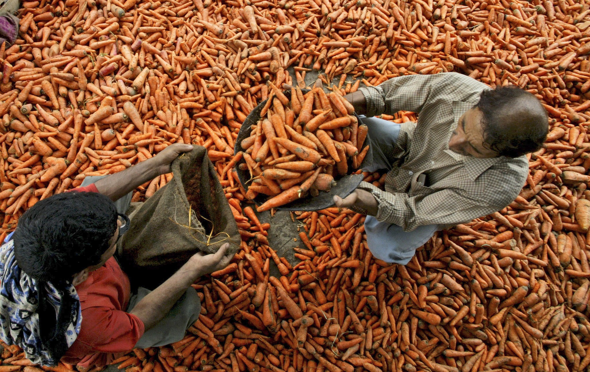 Laborers pack carrots into bags at a wholesale market in Jammu, India. Photographer: Channi Anand/AP Photos
