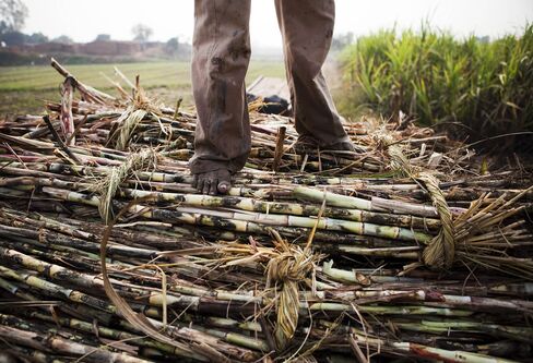 Indias Sugar Production May Lag Behind Estimates