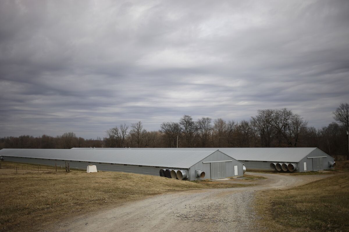 Senator Chris Coons on How to Compensate Farmers in an Avian Flu Outbreak - Bloomberg