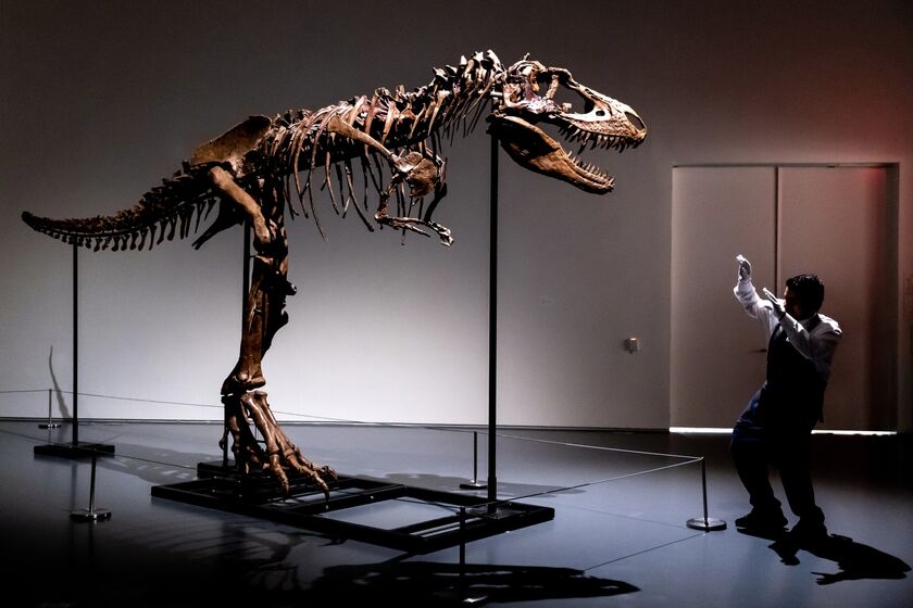 relates to 76 Million-year-old Dinosaur Skeleton to Be Auctioned in NYC