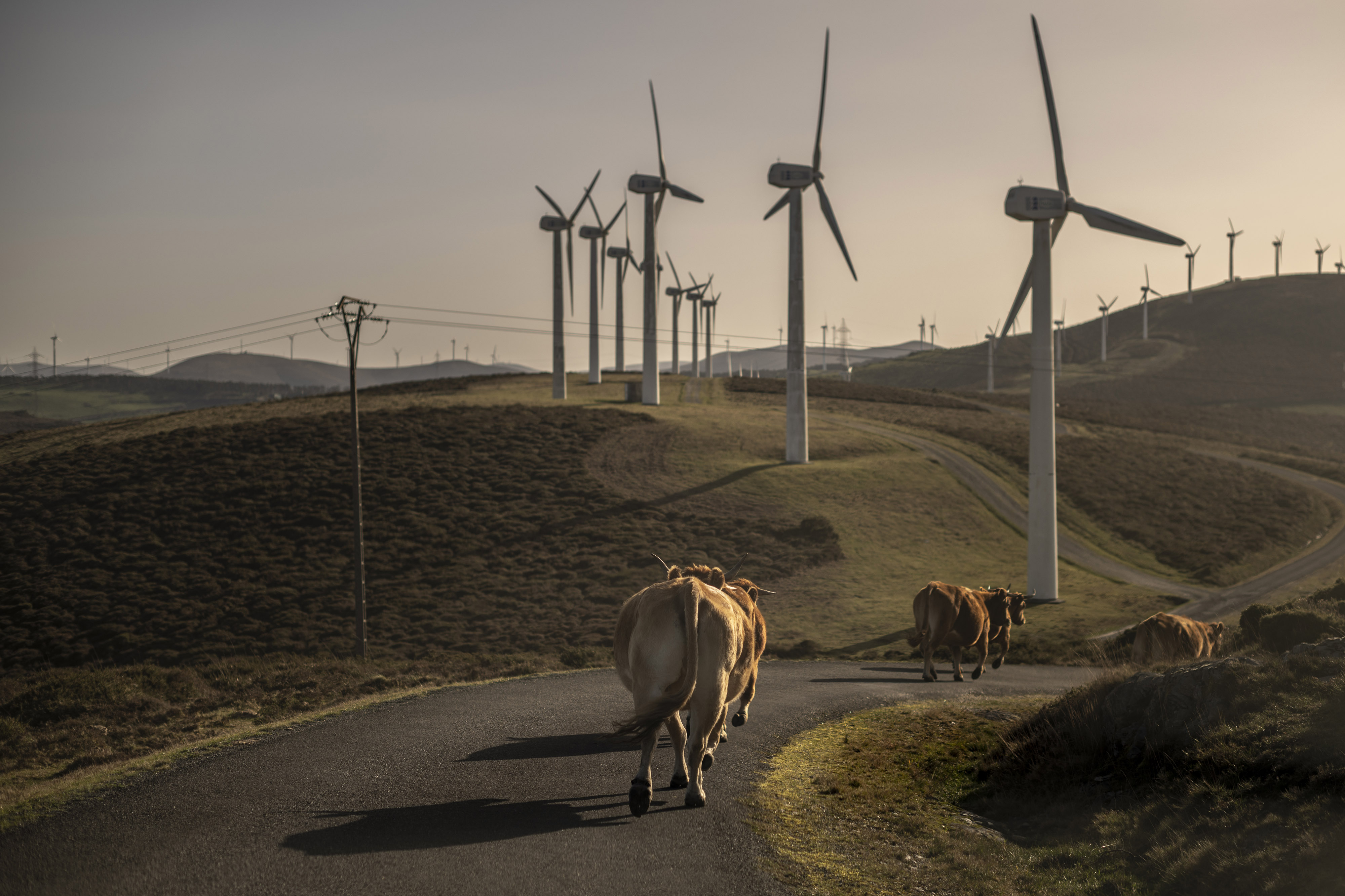 Cattle make their way down a path&nbsp;alongside wind turbines at the Muras I wind farm, operated by Iberdrola SA, in Muras, Spain.&nbsp;