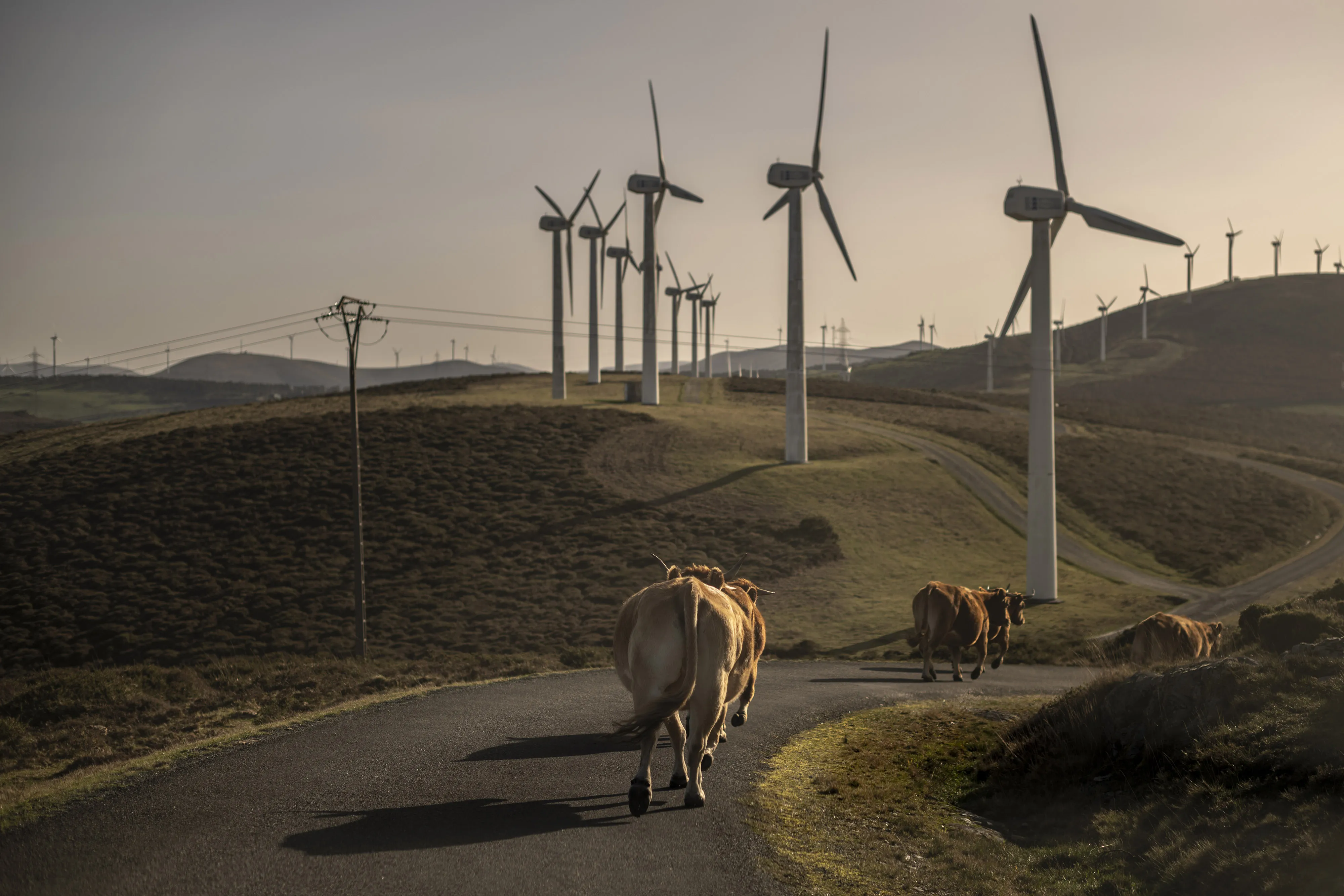 Cattle make their way down a path&nbsp;alongside wind turbines at the Muras I wind farm, operated by Iberdrola SA, in Muras, Spain.&nbsp;