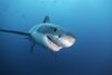 Great white shark close up.