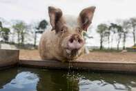 U.K. Pig Farming as Worker Shortages Fuel Bigger Backlog