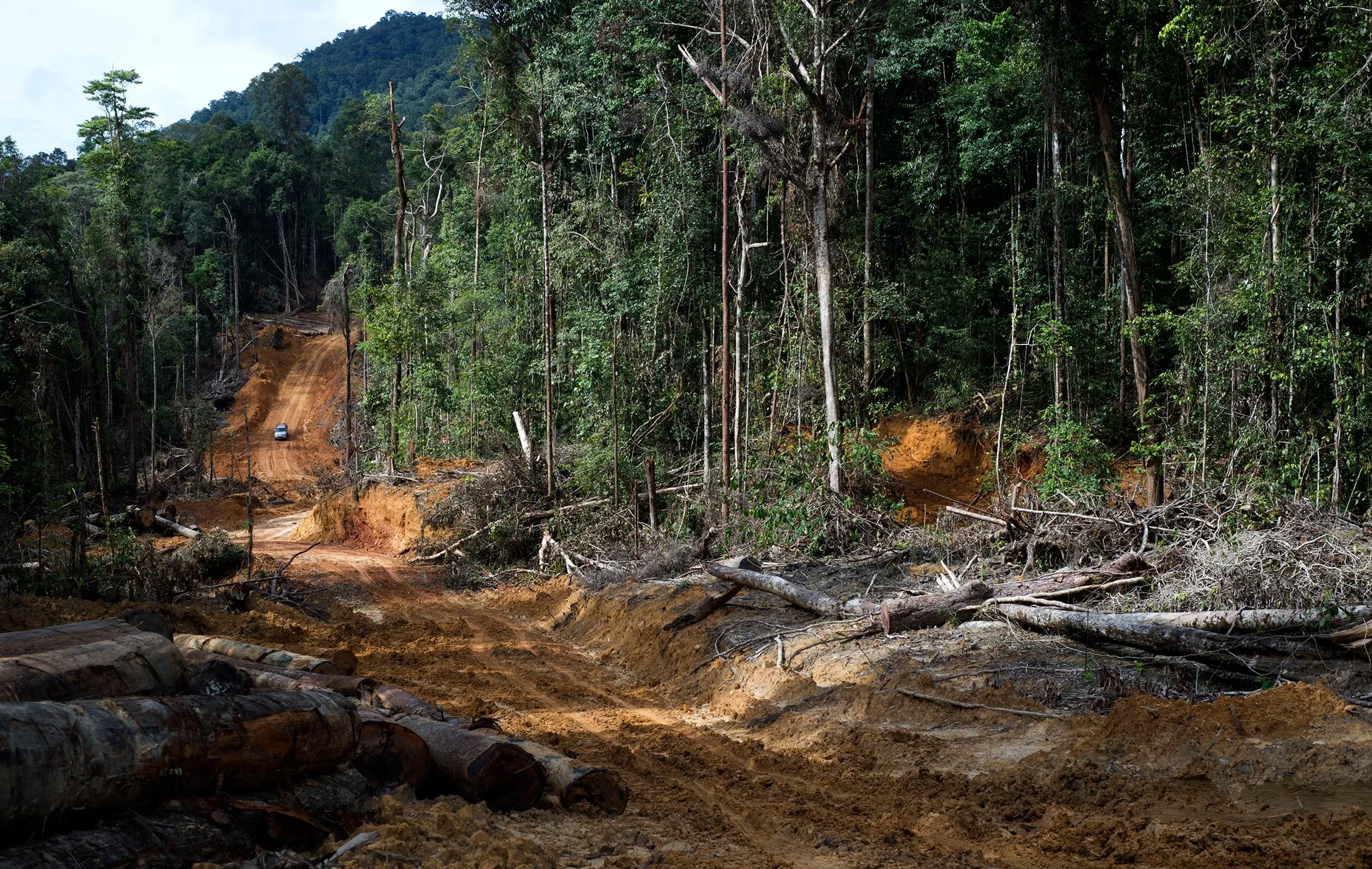 Forest in East Kalimantan