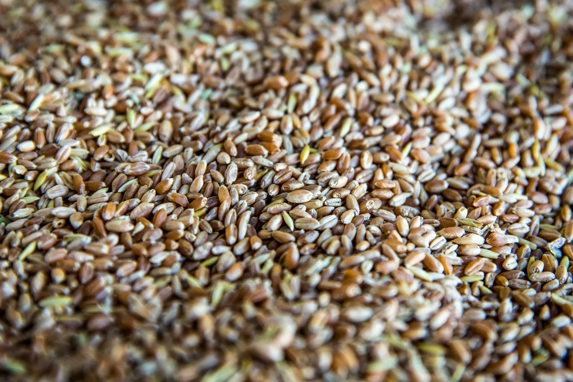 Grain And Corn Storage At Kaap Agri Ltd. Silos