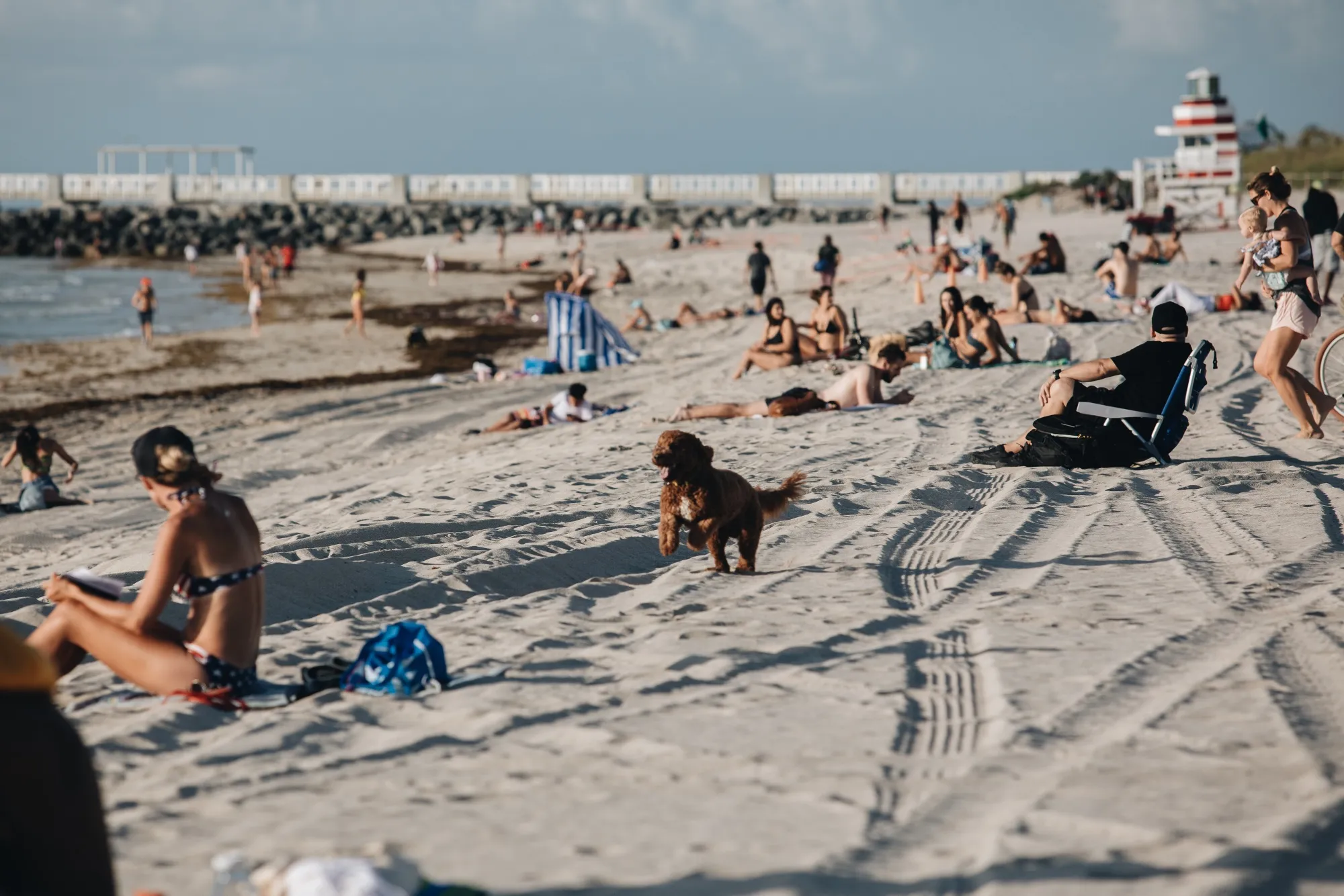 A dog runs on the beach in Miami Beach, Florida, U.S., on&nbsp;June 10.