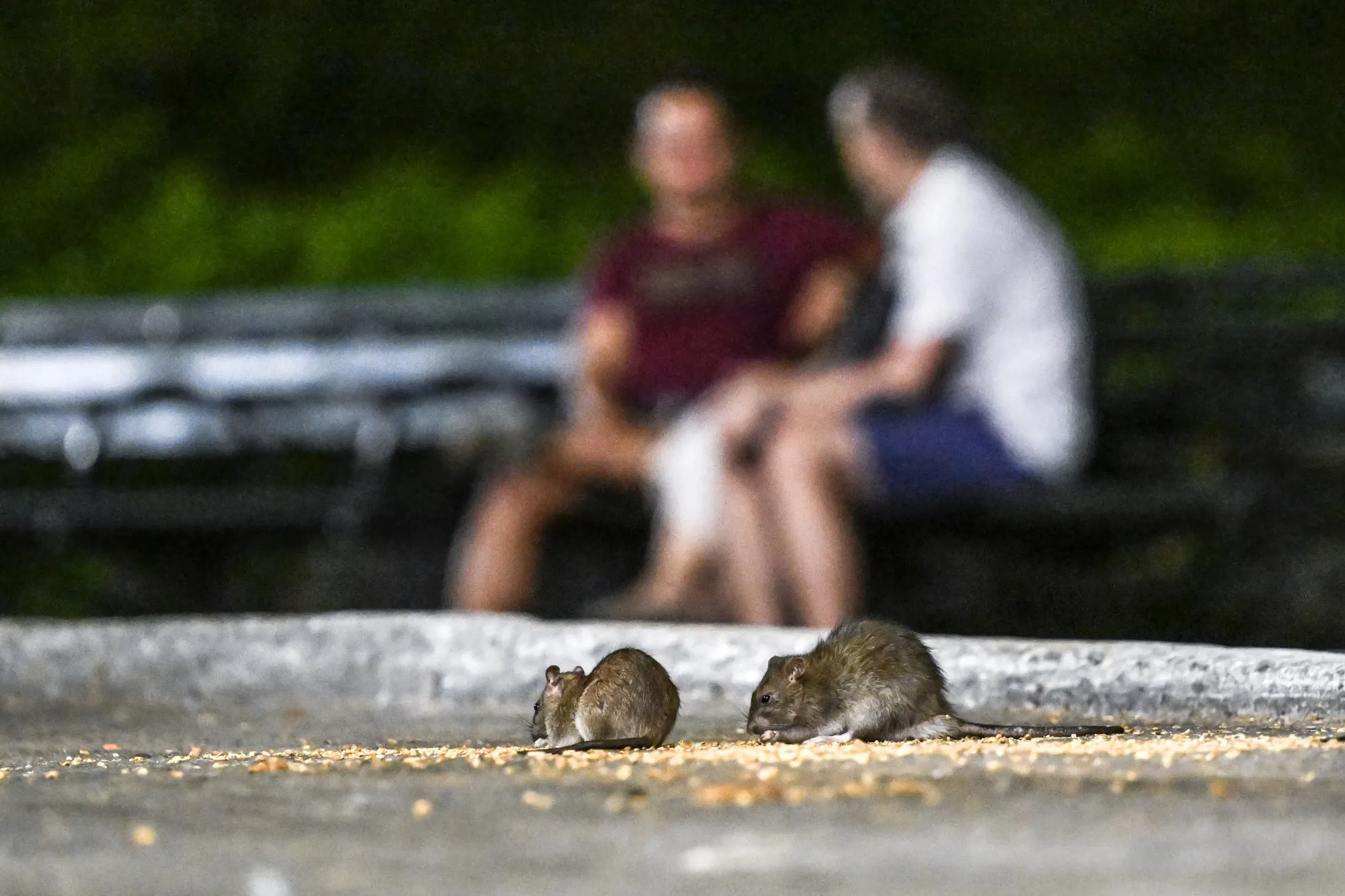 Leptospirosis is caused by several species of a bacteria transmitted through direct contact with infectious urine or urine-contaminated water, soil or food.