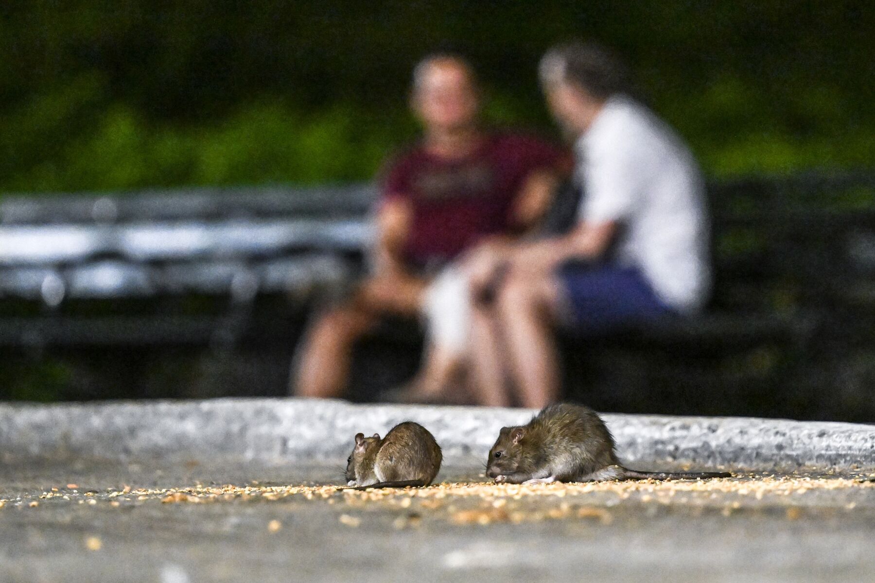 New York City Reports Rise in Human Leptospirosis, Disease Caused by ...