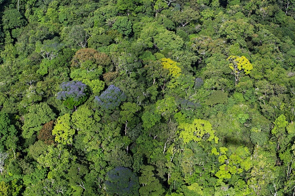 Bonn Challenge: ‘Plant a Tree, Save the Climate’ Isn’t Enough - Bloomberg