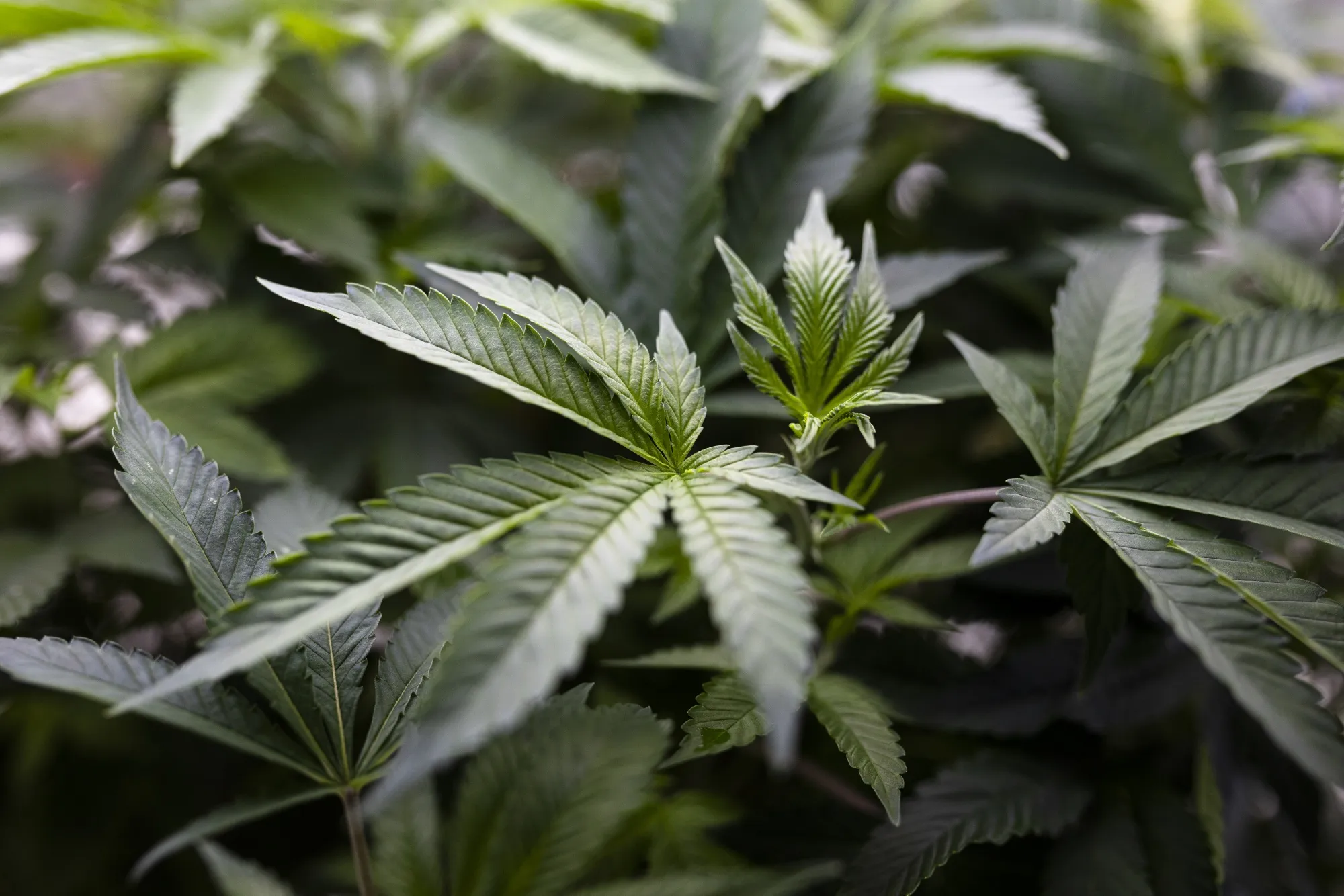 Everybody Wants to Be a Cannabis Farmer in This Corner of Europe