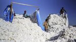 Workers unload cotton from trucks at a market in Rajkot, Gujarat, India, on Wednesday, Dec. 16, 2015. World inventories at the end of this season will be the second-largest ever, just slightly less than last year's record, according to a U.S Department of Agriculture forecast.

