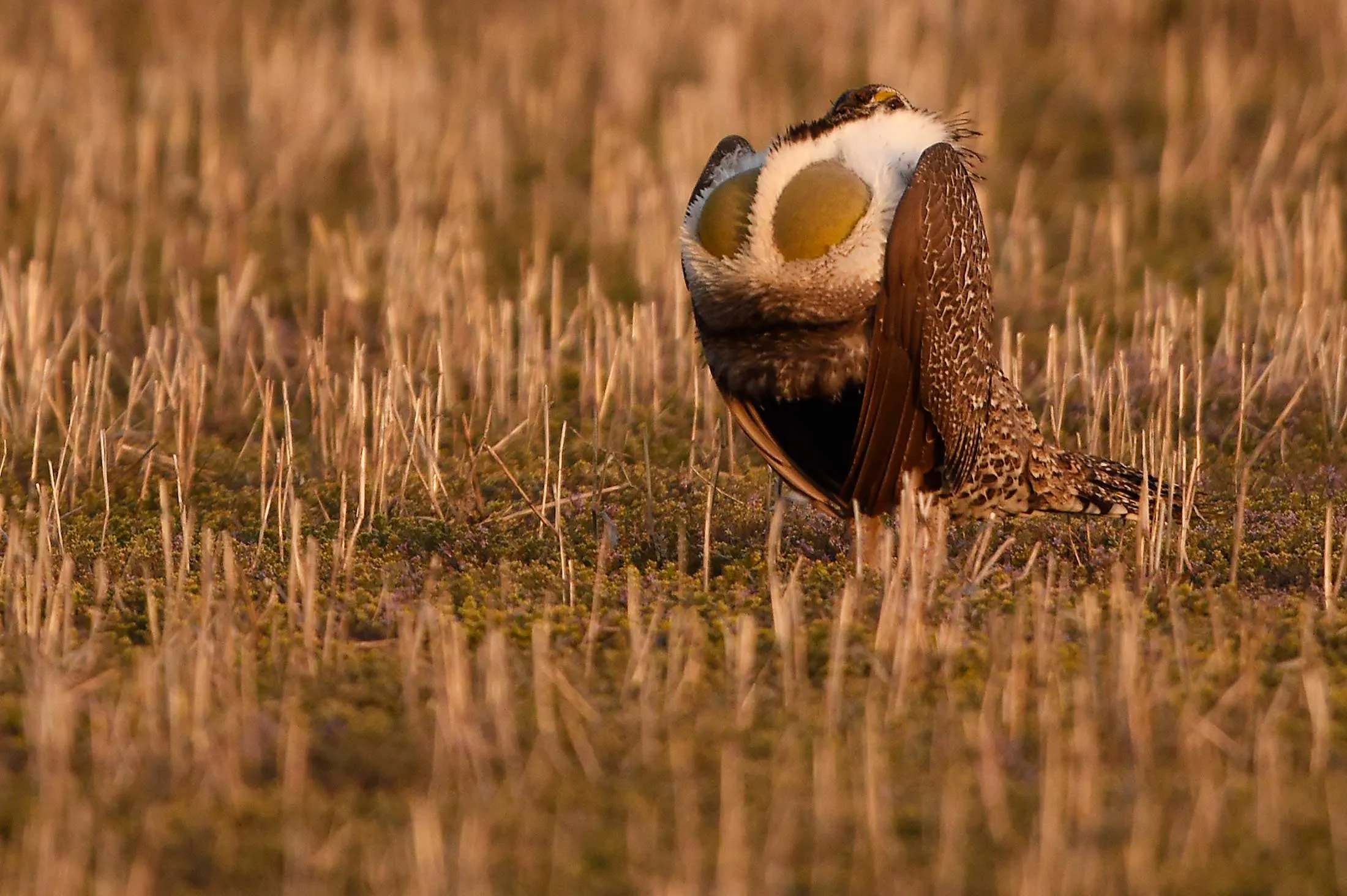 A greater sage grouse.
