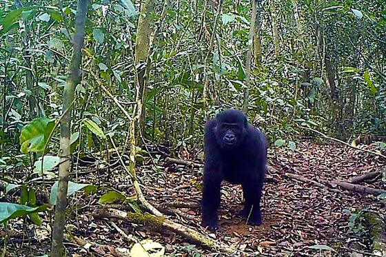 Chimpanzees Get Reprieve as Cameroon Halts Logging Plan