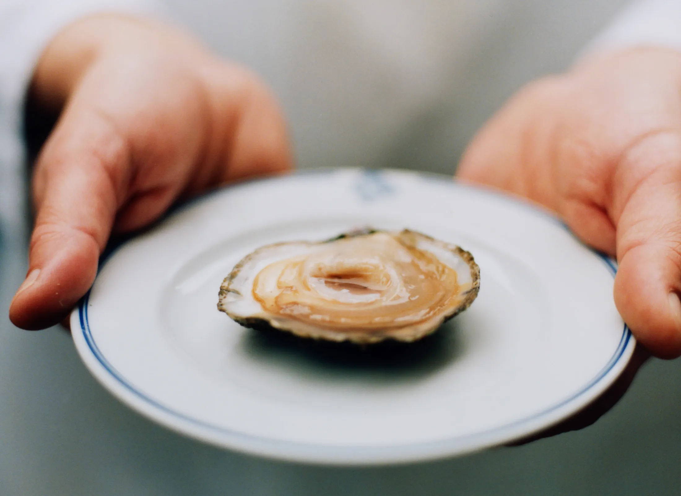 A native Kelly oyster.