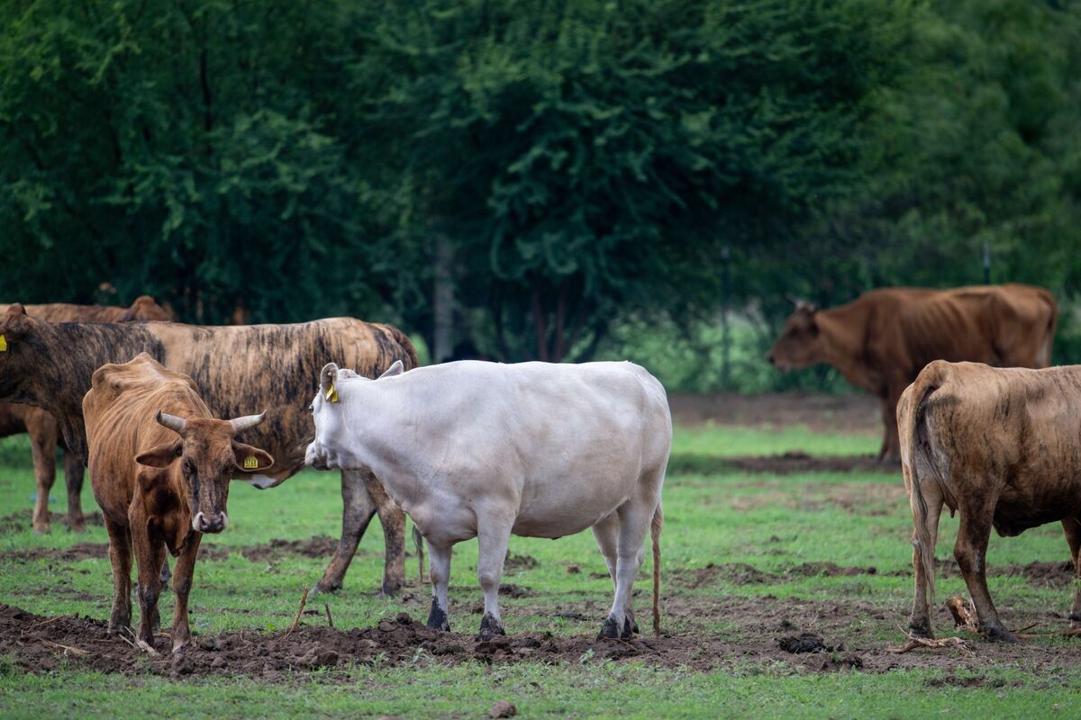 US Races to Contain Deadly Screwworm Threatening Cattle Supply