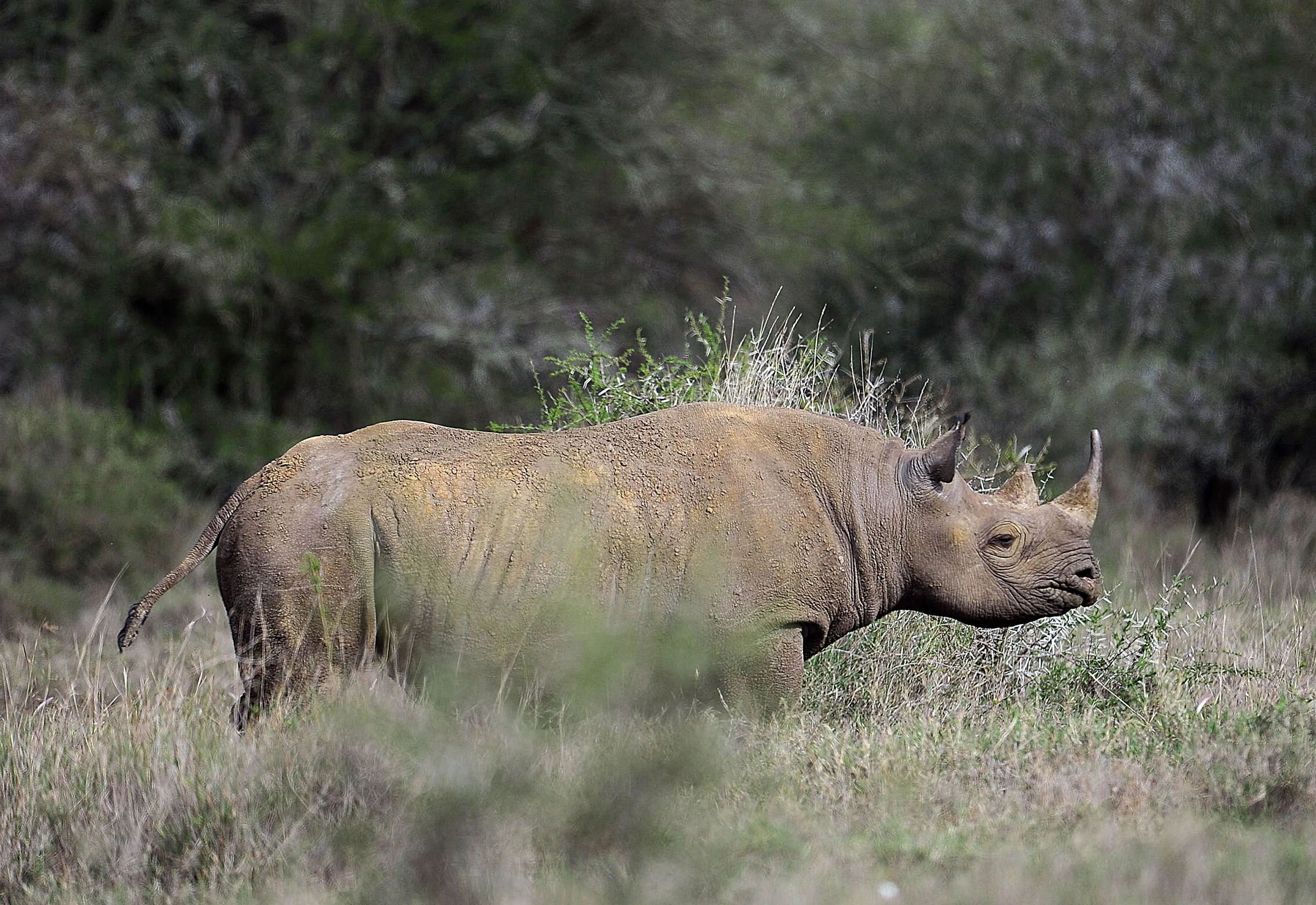 A black rhinoceros at the Ol Jogi rhino sanctuary in Kenya.