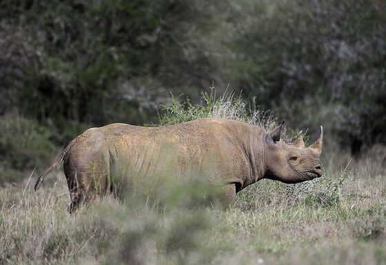 Rhinos Come to the Bond Market, and Other Species May Follow