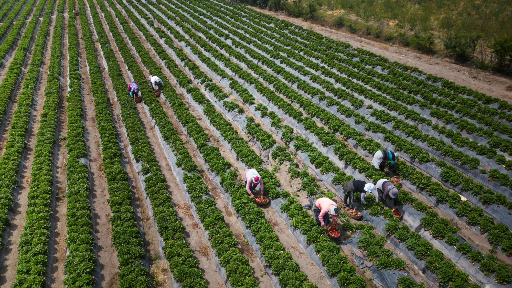 Trabajadores cosechan fresas en una granja de Huacho, Perú, el viernes 13 de octubre de 2023.