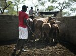 ZIMBABWE-COWS-DISEASE
