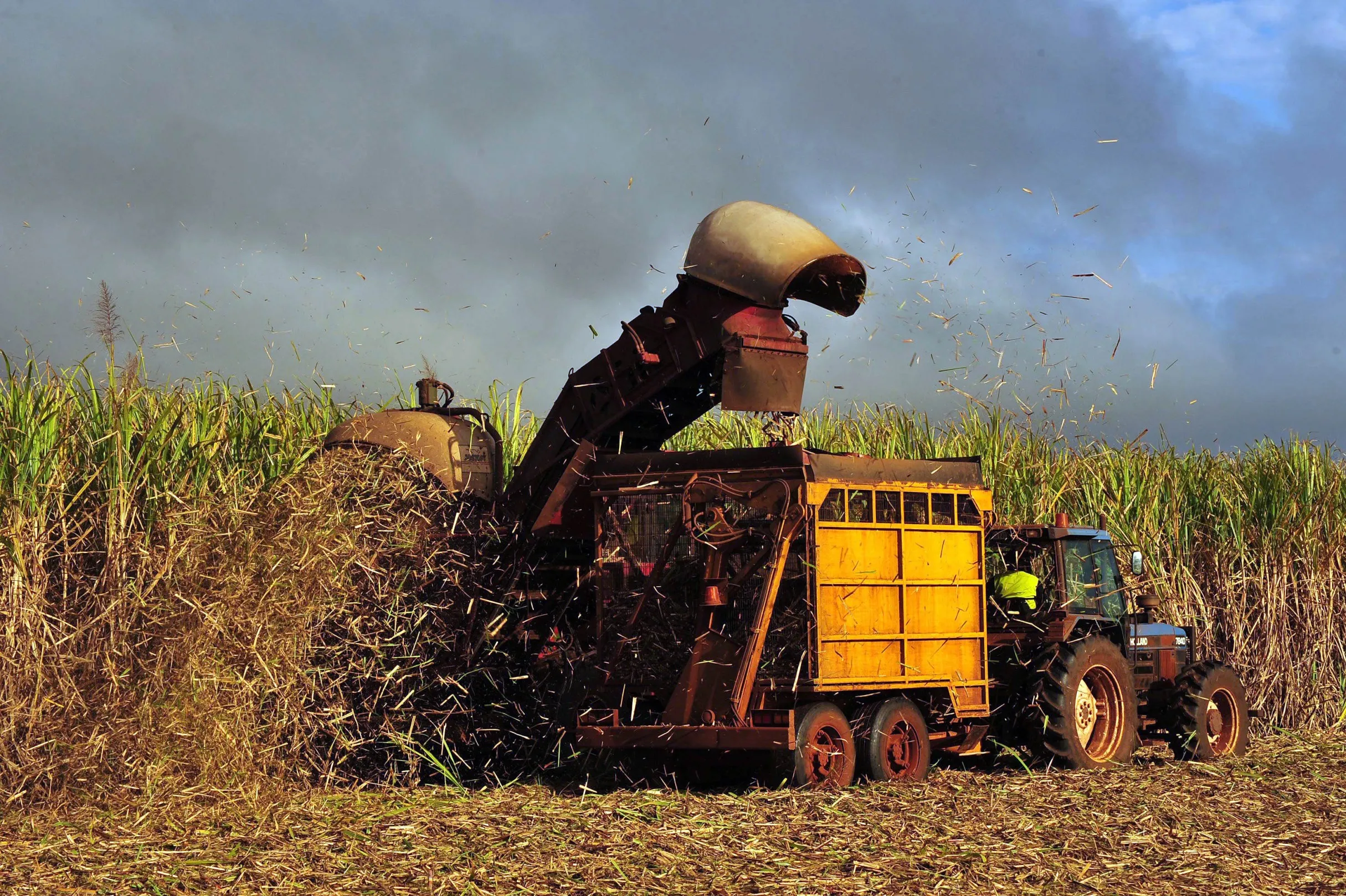 Sugar cane harvested on a farm in Bundaberg, Queensland.
