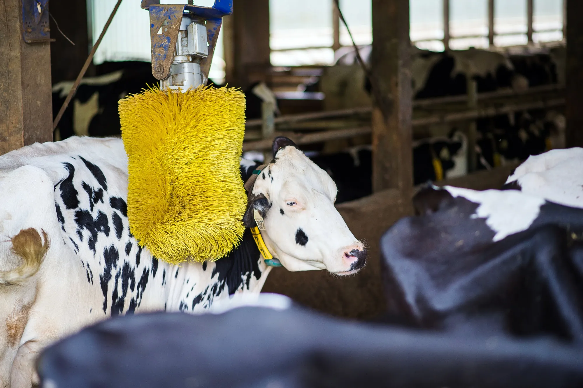 A cow is brushed at a dairy farm in Delta, British Columbia in July 2019.&nbsp;
