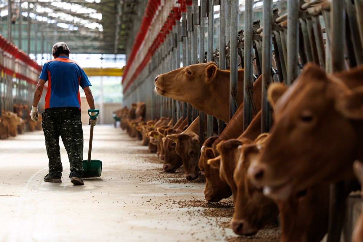 ⚫️ BLOOMBERG: "Trattative commerciali tra Stati Uniti e Corea del Sud nel caldo di una stalla per bovini"
